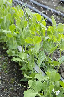 Images Dated 13th January 2022: Issaquah, Washington State, USA. Snap peas growing up a chicken wire trellis