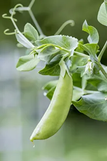 Images Dated 14th January 2022: Issaquah, Washington State, USA. Snow Pea plant growing in a garden