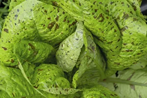 Images Dated 13th January 2022: Issaquah, Washington State, USA. Flashy Trouts Back Lettuce plants