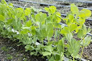 Images Dated 13th January 2022: Issaquah, Washington State, USA. Snap peas growing up a chicken wire trellis