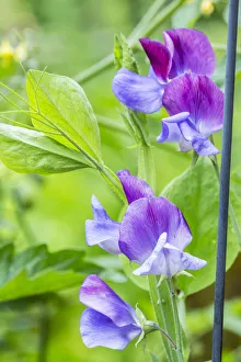 Issaquah, Washington State, USA. Close-up of Sweet Peas in blossom