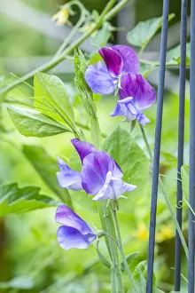 Issaquah, Washington State, USA. Close-up of Sweet Peas in blossom