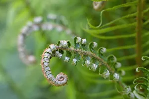 Issaquah, Washington State, USA. Lady fern plant in early spring