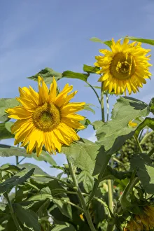 Images Dated 17th January 2022: Issaquah, Washington State, USA. Sunflower plants on a sunny day