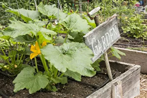 Images Dated 14th January 2022: Issaquah, Washington State, USA. Squash plant with blossom