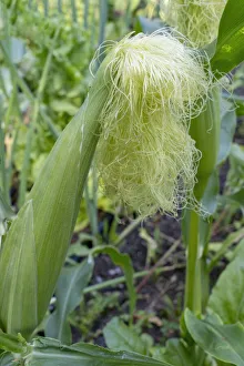 Images Dated 14th January 2022: Issaquah, Washington State, USA. Corn growing with a tassel