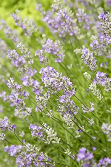Images Dated 14th January 2022: Issaquah, Washington State, USA. Lavender plants in bloom