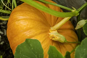 Images Dated 19th January 2022: Issaquah, Washington State, USA. Pumpkin ready to harvest