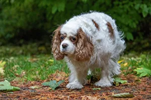 Issaquah, Washington State, USA. Sad-looking, elderly Cavalier King Charles Spaniel walking on a lawn in Autumn