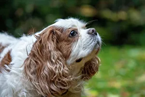Images Dated 8th June 2022: Issaquah, Washington State, USA. Elderly Cavalier King Charles Spaniel sniffing the air