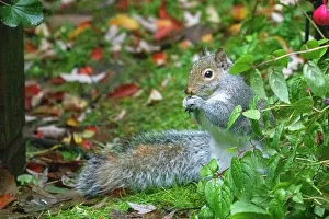 Images Dated 8th June 2022: Issaquah, Washington State, USA. Western grey squirrel on the ground eating a nut