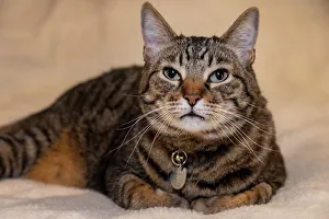 Images Dated 9th June 2022: Issaquah, Washington State, USA. Ten year old American short-haired cat