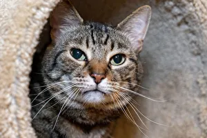 Images Dated 9th June 2022: Issaquah, Washington State, USA. Ten year old American short-haired cat