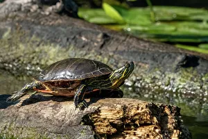 Fallen Prints: Issaquah, Washington State, USA. Painted turtle sunning on a log