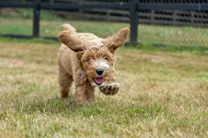 Puppy Prints: Issaquah, Washington State, USA. 3-month old Aussiedoodle puppy running in the field. (PR)