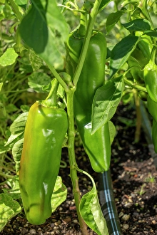 Ripe Prints: Issaquah, Washington State, USA. Anaheim pepper on the vine