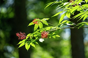 Berry Prints: Issaquah, Washington State, USA