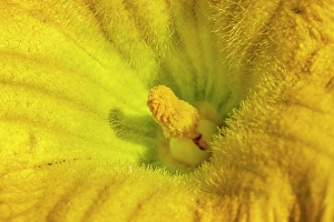 Vegetable Prints: Issaquah, Washington State, USA. Close-up of a butternut squash blossom