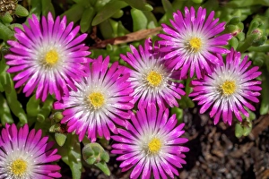 Bunch Prints: Issaquah, Washington State, USA. Cluster of Jewel of Desert Amethyst ice plant flowers