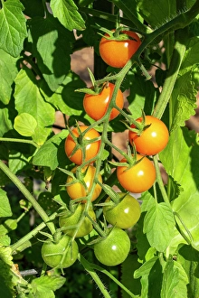 Ripe Prints: Issaquah, Washington State, USA