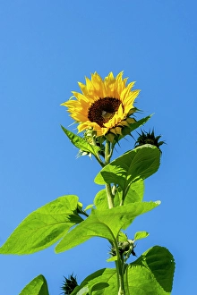 Images Dated 5th April 2024: Issaquah, Washington State, USA. Common sunflower against a blue sky