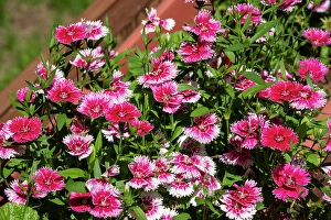 Images Dated 4th April 2024: Issaquah, Washington State, USA. Dianthus Floral Lace Picotee flowers in bloom