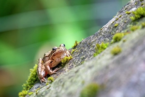 Frog Prints: Issaquah, Washington State, USA. Pacific Tree Frog resting on a rock next to a pond