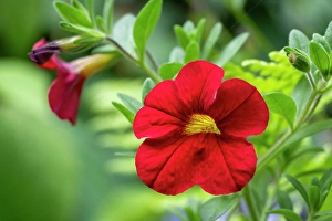 Issaquah Prints: Issaquah, Washington State, USA. Million Bells or Trailing Petunia or Calibrachoa