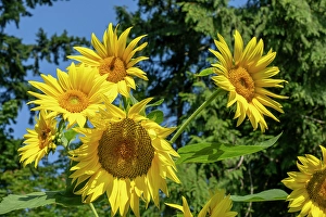 Images Dated 5th April 2024: Issaquah, Washington State, USA. Dwarf sunflowers