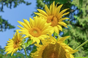 Edible Prints: Issaquah, Washington State, USA. Dwarf sunflowers