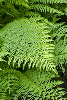 Issaquah, Washington State, USA. Lady Fern frond