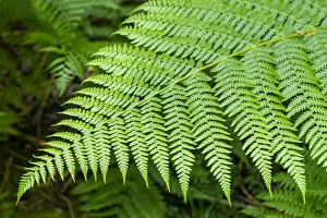 Images Dated 13th January 2022: Issaquah, Washington State, USA. Lady Fern frond