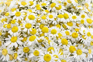 Turkey Collection: Istanbul, Turkey. Close up of Chamomile flowers