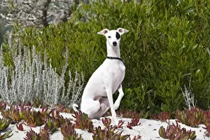 An Italian Greyhound sitting in the sand and ice plant
