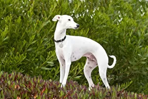 Images Dated 11th October 2007: An Italian Greyhound standing in ice plant