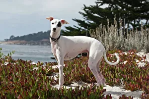 Collar Prints: An Italian Greyhound standing in the white sands and ice plant of Carmel Beach California