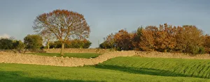 Italy, Alberobello. Typical farmland with stone walls