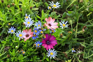 Italy, Apulia, Metropolitan City of Bari, Gioia del Colle. Colorful wildflowers