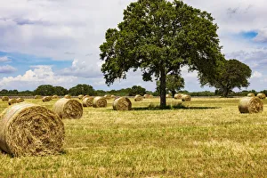 Images Dated 22nd August 2019: Italy, Apulia, Metropolitan City of Bari, Gioia del Colle. Bales of hay in a field