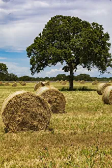 Images Dated 22nd August 2019: Italy, Apulia, Metropolitan City of Bari, Gioia del Colle. Bales of hay in a field