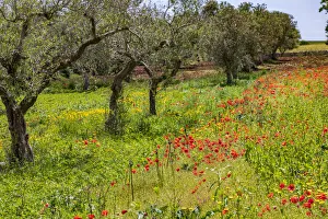 Images Dated 22nd August 2019: Italy, Apulia, Metropolitan City of Bari, Gioia del Colle