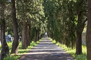 Images Dated 22nd August 2019: Italy, Apulia, Metropolitan City of Bari, Locorotondo. Tree-lined walkway