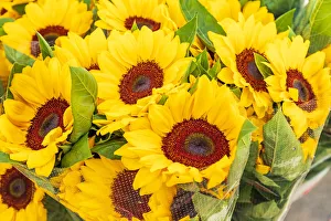 Images Dated 22nd August 2019: Italy, Apulia, Metropolitan City of Bari, Locorotondo. Sunflowers for sale in an outdoor