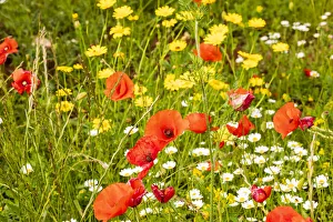 Images Dated 22nd August 2019: Italy, Apulia, Province of Bari. Countryside with poppies and other wildflowers