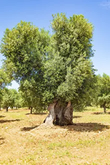 Images Dated 22nd August 2019: Italy, Apulia, Province of Brindisi, Ostuni. Huge ancient olive tree