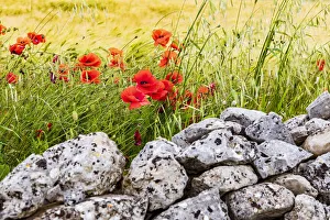 Images Dated 22nd August 2019: Italy, Apulia, Province of Taranto, Laterza. Field of barley with poppies