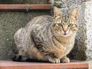 Matera Prints: Italy, Basilicata, Matera. The many cats roaming the cave dwelling town of Matera