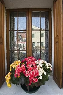 Italy, Burano. Begonias in window