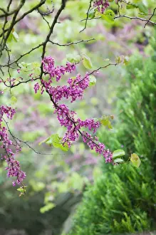 ITALY-Campania-(Bay of Naples)-CAPRI: Spring Blossoms / Via Tiberio