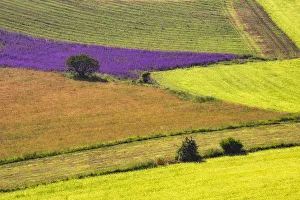 Umbria Prints: Italy, Castelluccio. Aerial of field with crop patterns